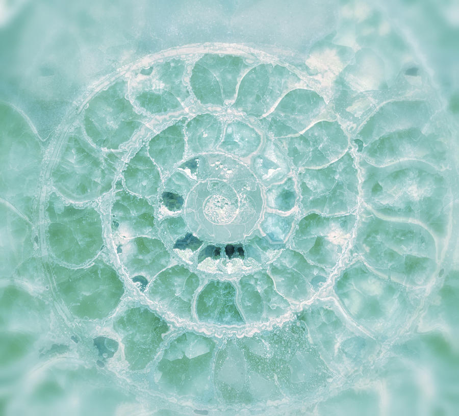 Aquamarine Seashell Fine Art Photograph Photograph by Gigi Ebert