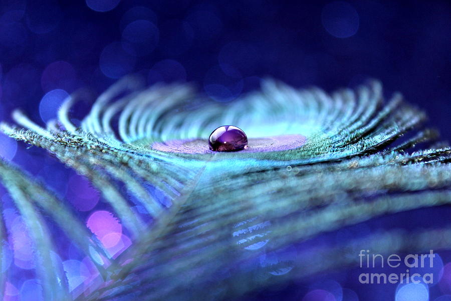 Peacock Photograph - Aquarian Dreams by Krissy Katsimbras