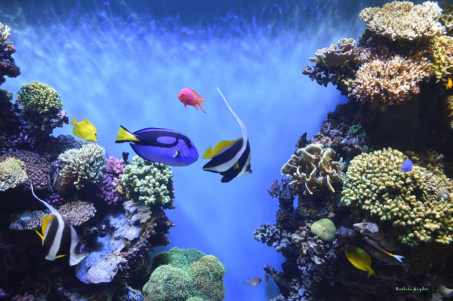 Aquarium 2 Digital Art by Barbara Snyder