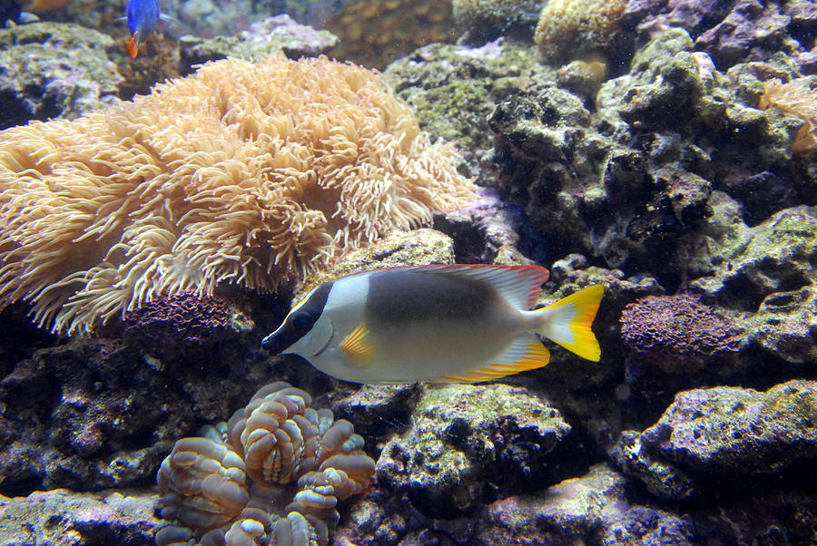Aquarium 28 Photograph by Joyce StJames