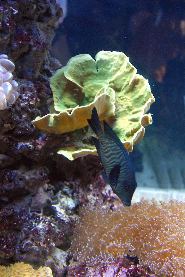 Aquarium 34 Photograph by Joyce StJames