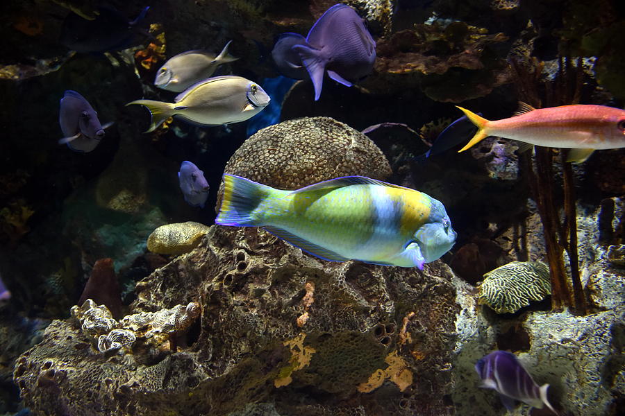 Aquarium 89 Photograph by Joyce StJames