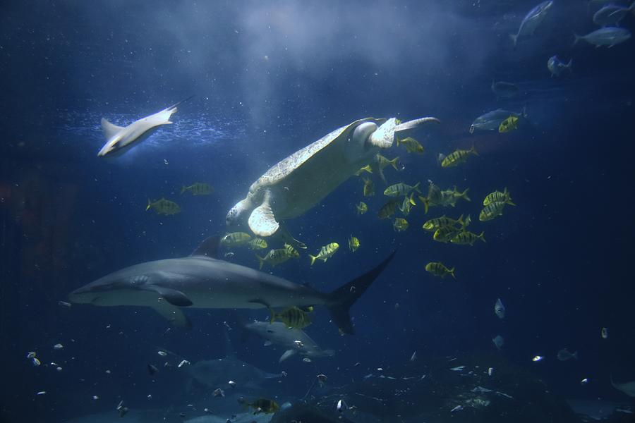 Aquarium 91 Photograph by Joyce StJames