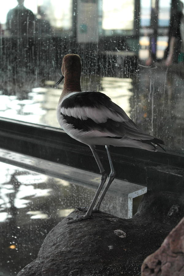 Aquarium Bird Photograph by Michele Myers