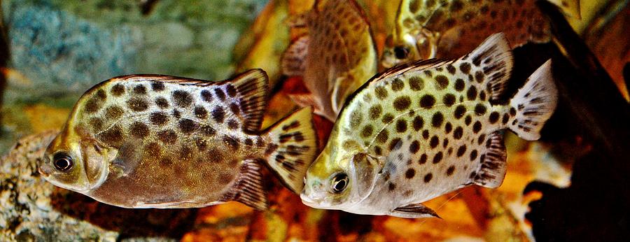 Aquarium Fish Photograph by Eileen Brymer