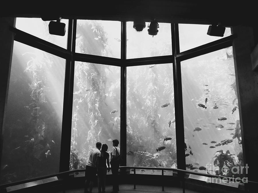 Aquarium in Black and White Photograph by Rachel Morrison