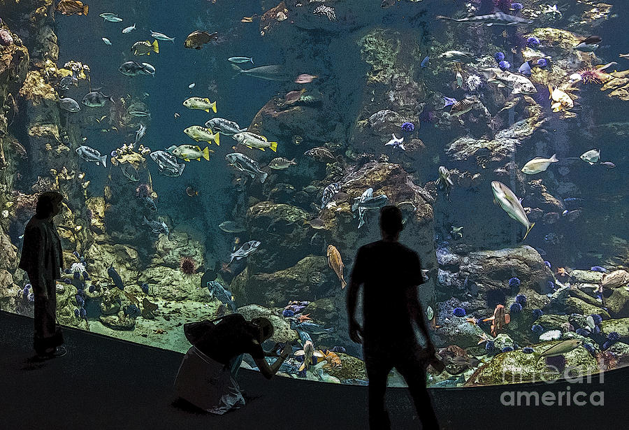 Aquarium Photograph by Kate Brown