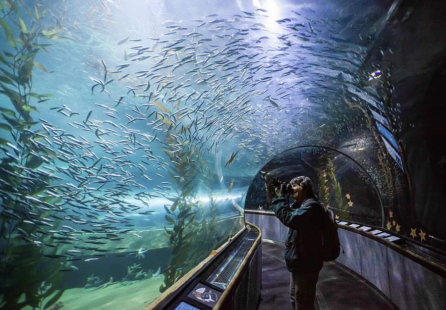 File:Underwater tunnel - Mandalay Bay Aquarium.jpg - Wikimedia Commons