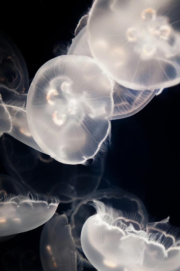 Aquarium of the Pacific Jumping Jellies Photograph by Kyle Hanson