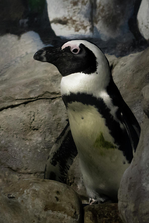 Aquarium Penguin Photograph