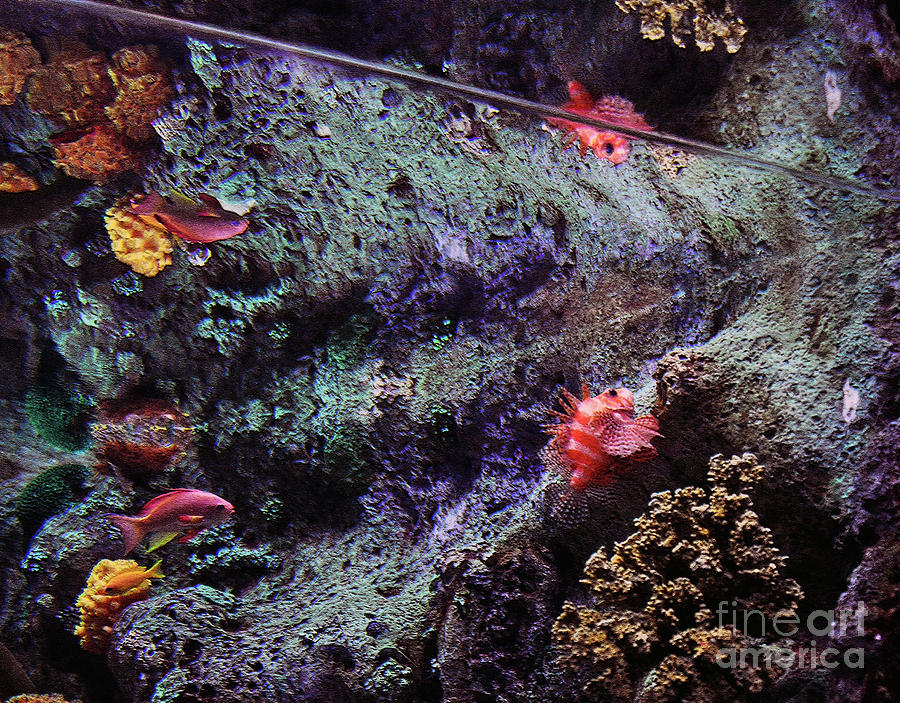 Aquarium Reflections 2 Photograph by Lydia Holly