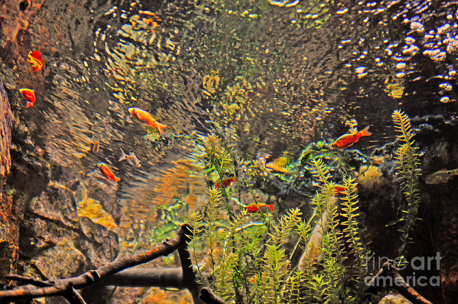 Aquarium Reflections Photograph by Lydia Holly