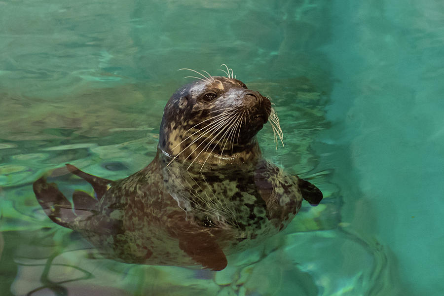 Aquarium Seal  Photograph by Terry DeLuco