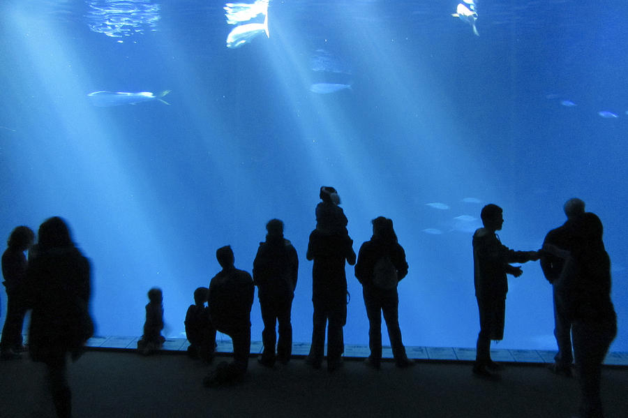 Aquarium Silhouettes Photograph by Erik Burg