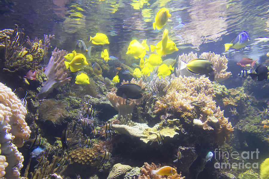 Aquarium tank Photograph by Karen Foley