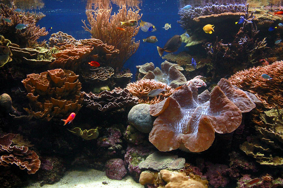 Aquarium View 1 Photograph by Jennifer Bright Burr