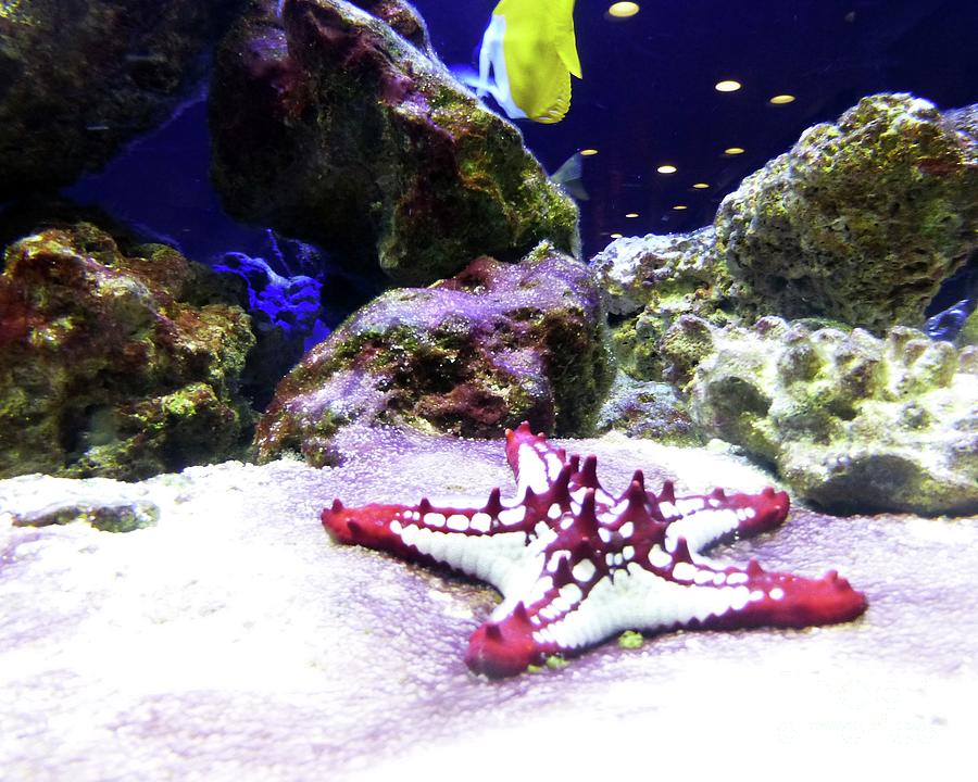 Aquarium with Starfish Photograph by Barbie Corbett-Newmin