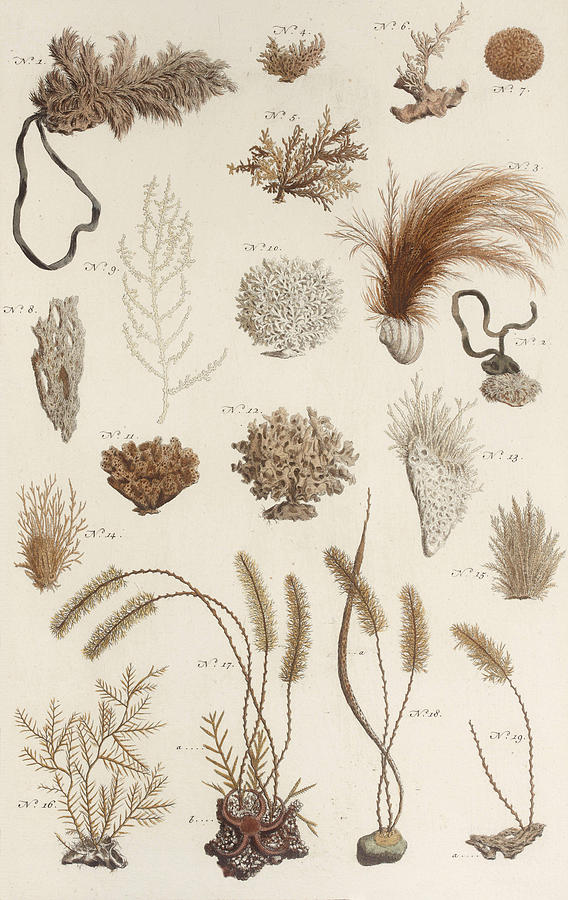 Aquatic Animals - Seafood - Algae - Seaplants - Coral Drawing by ...