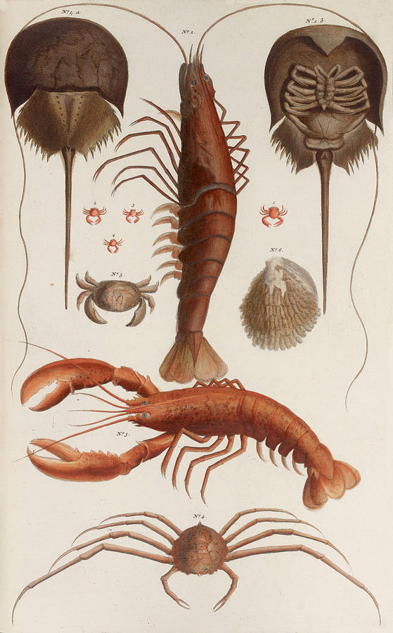 Aquatic Animals - Seafood - Moon Fish - Fish - Crab Claws Drawing