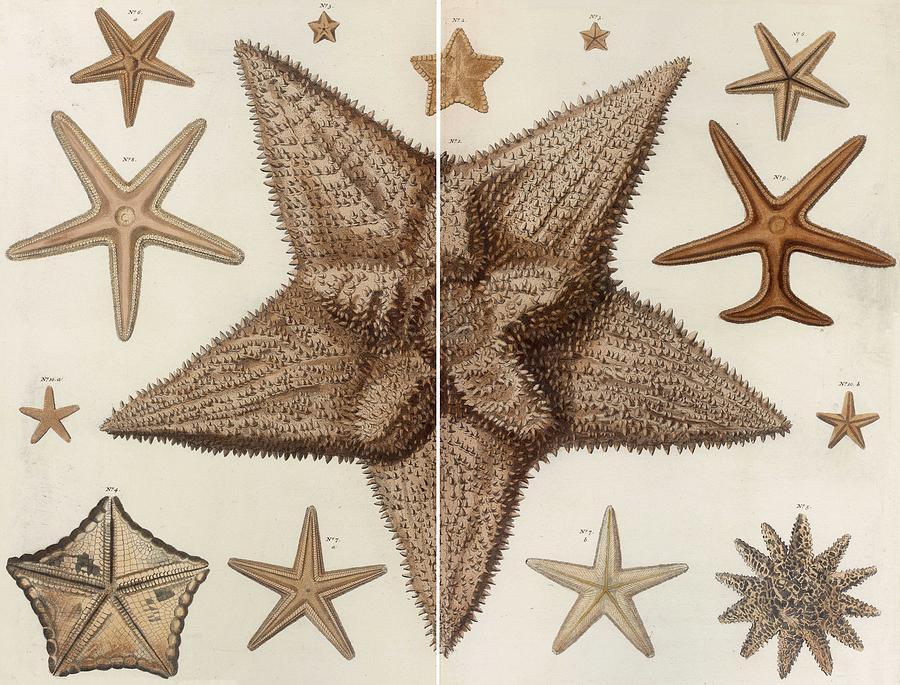 Aquatic Animals - Seafood - Starfish - Sponge - Coral - Sea - Branch  Drawing by ArtBeOk Com - Fine Art America