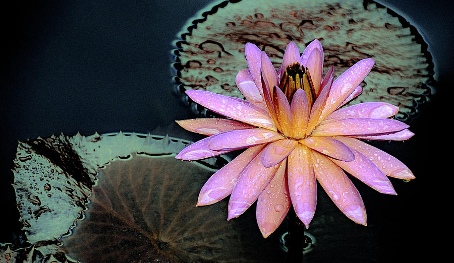 Aquatic Beauty Night Blooming Water Lily Photograph by Julie Palencia