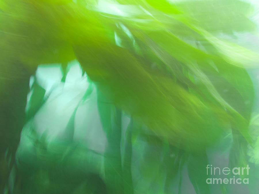 Abstract Photograph - Aquatic plants nature background pattern texture by Stephan Pietzko