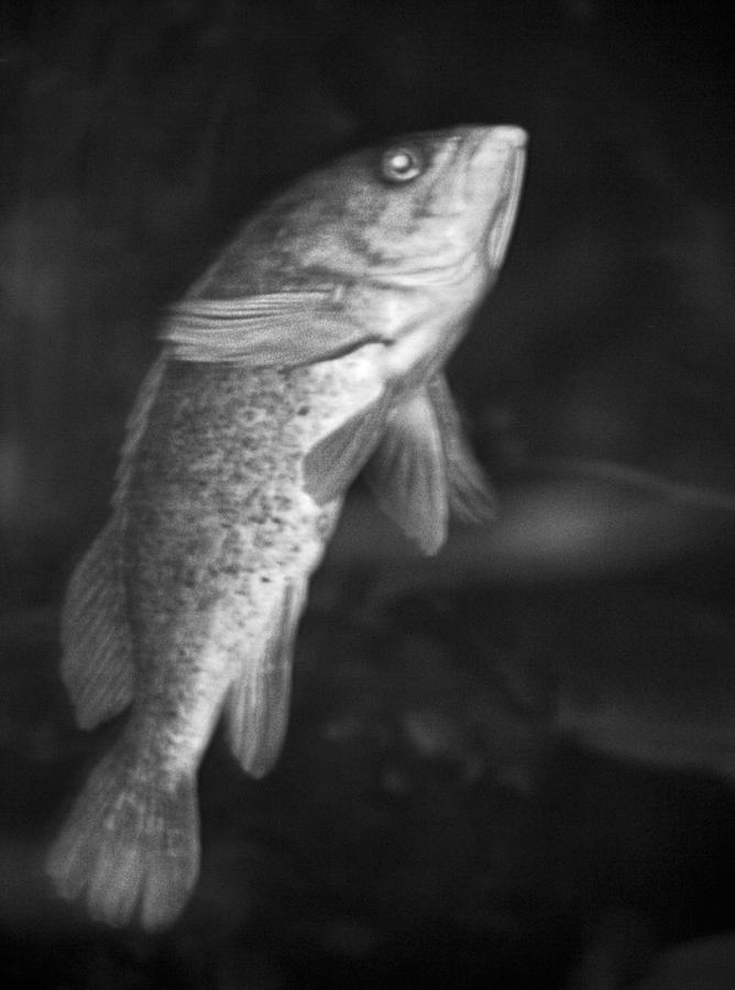 Fish Photograph - Aquatic Portrait by Ellen Berrahmoun
