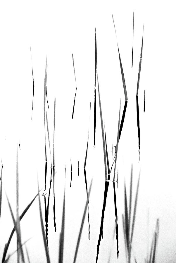 Aquatic Reeds Black And White Photograph by Debbie Oppermann