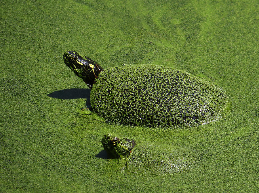 Aquatic Turtle Jacuzzi Photograph by Shawna Rowe