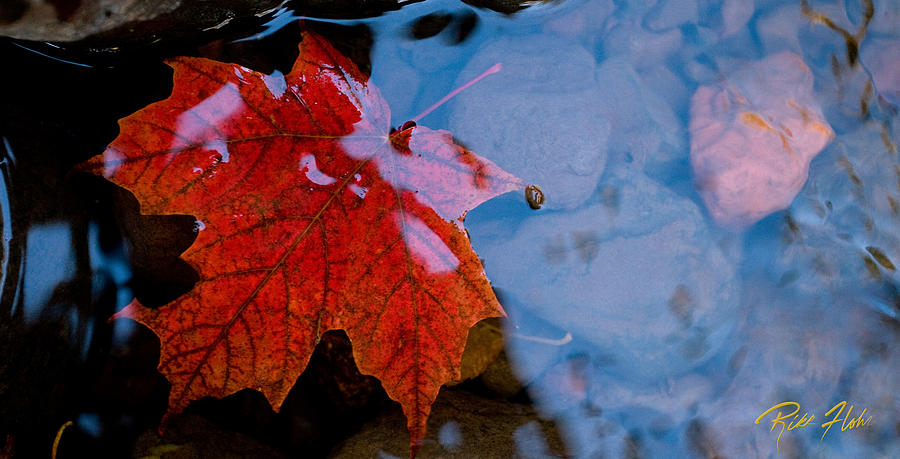Aqueos Autumn Photograph by Rikk Flohr