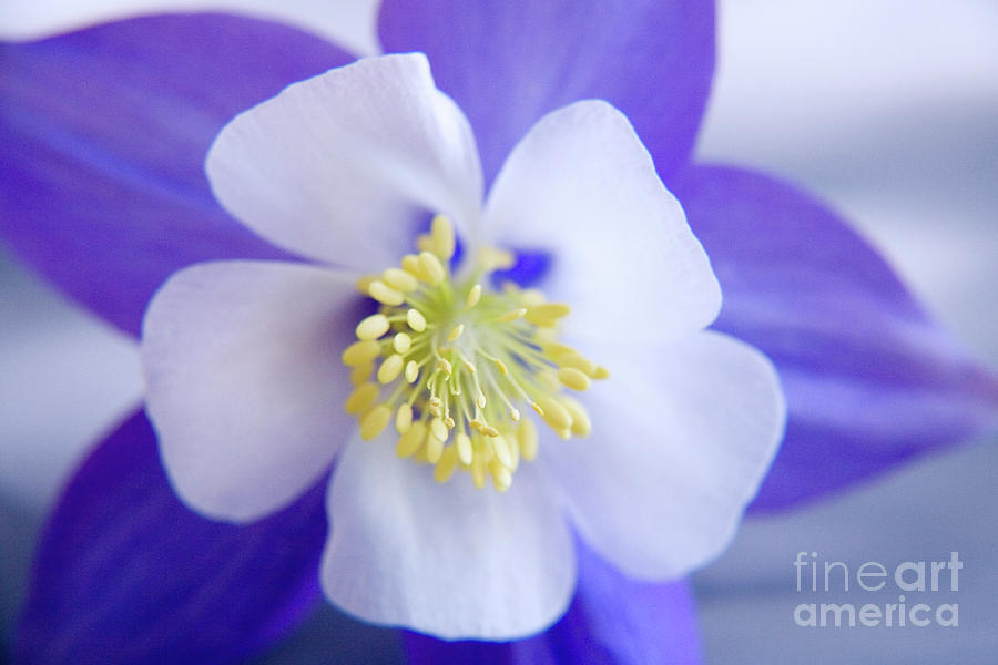 Nature Photograph - Aquilegia by Julia Hiebaum Nature Photograph - Aquilegia by Julia Hiebaum