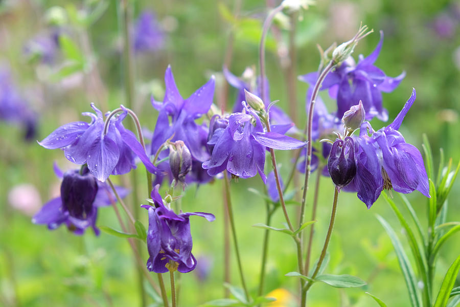 Nature Photograph - Aquilegia by Mark Severn