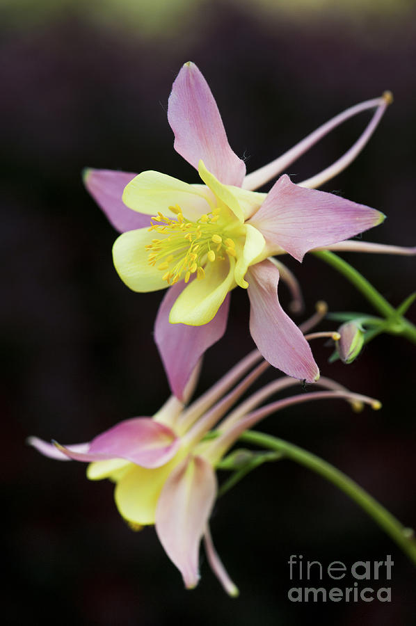 Flower Photograph - Aquilegia Swan Pink Yellow by Tim Gainey