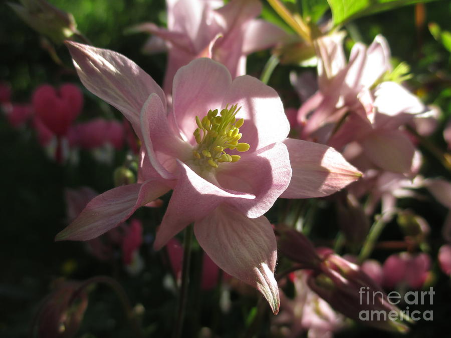 Aquilegia With A Heart Photograph by Martin Howard