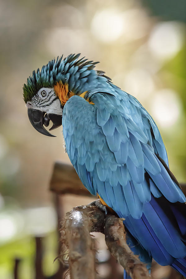 Ara Parrot Photograph by Peter Lakomy