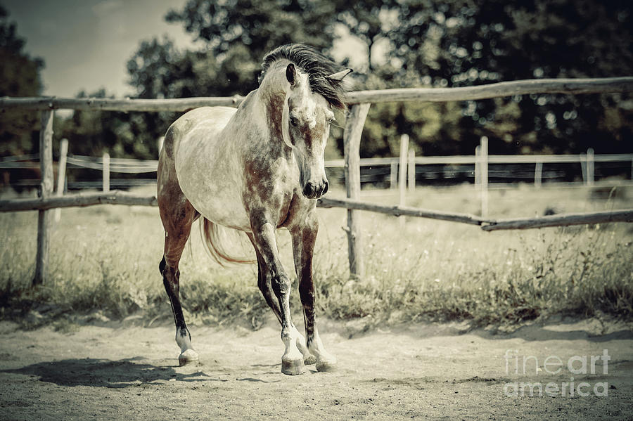 Arab Horse in paddock Photograph by Dimitar Hristov