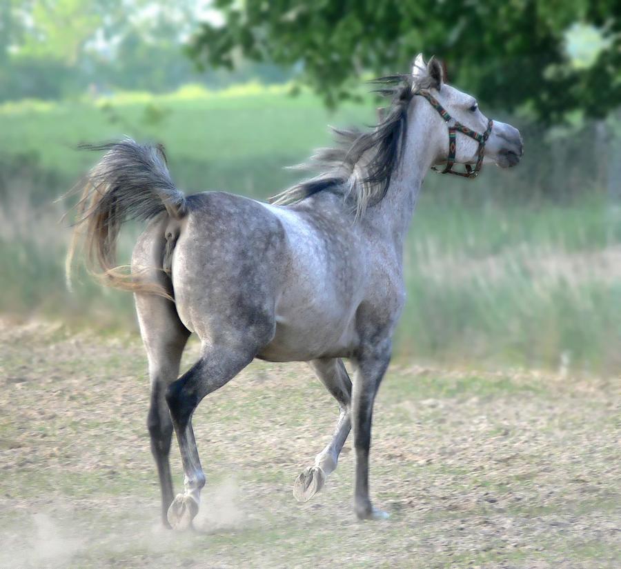 Arab Horse Photograph by Jaroslaw Grudzinski