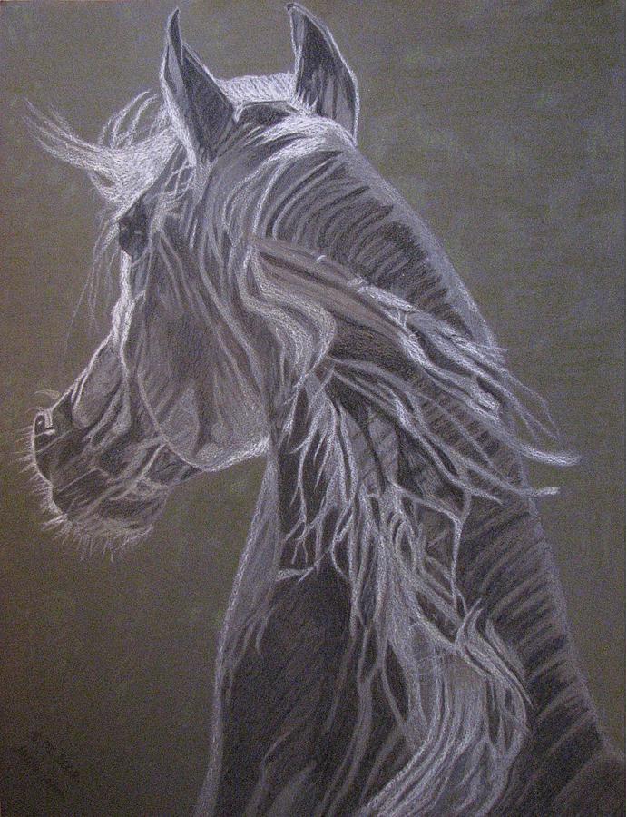 Black And White Drawing - Arab horse by Melita Safran