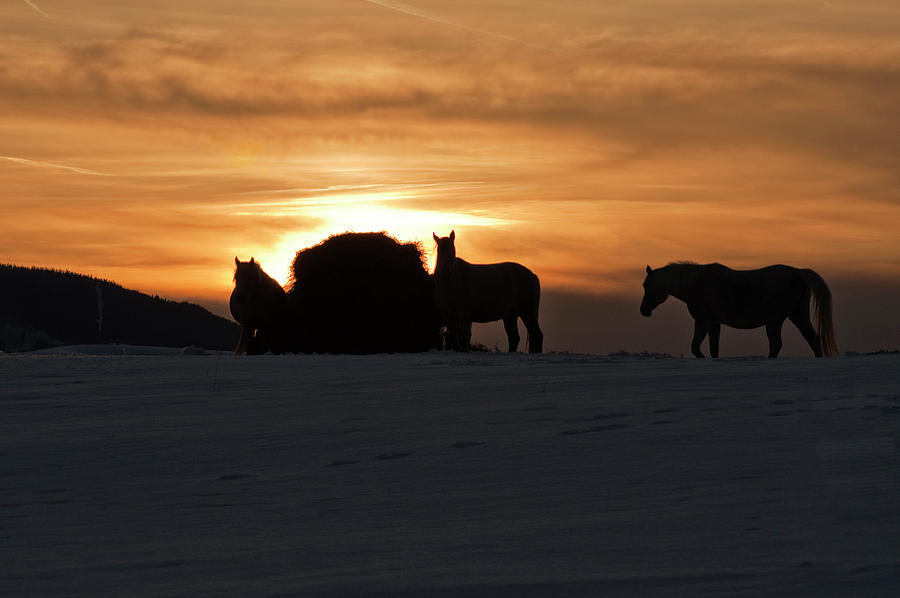 Arab Horses at Sunset Photograph by Daniel Hebard
