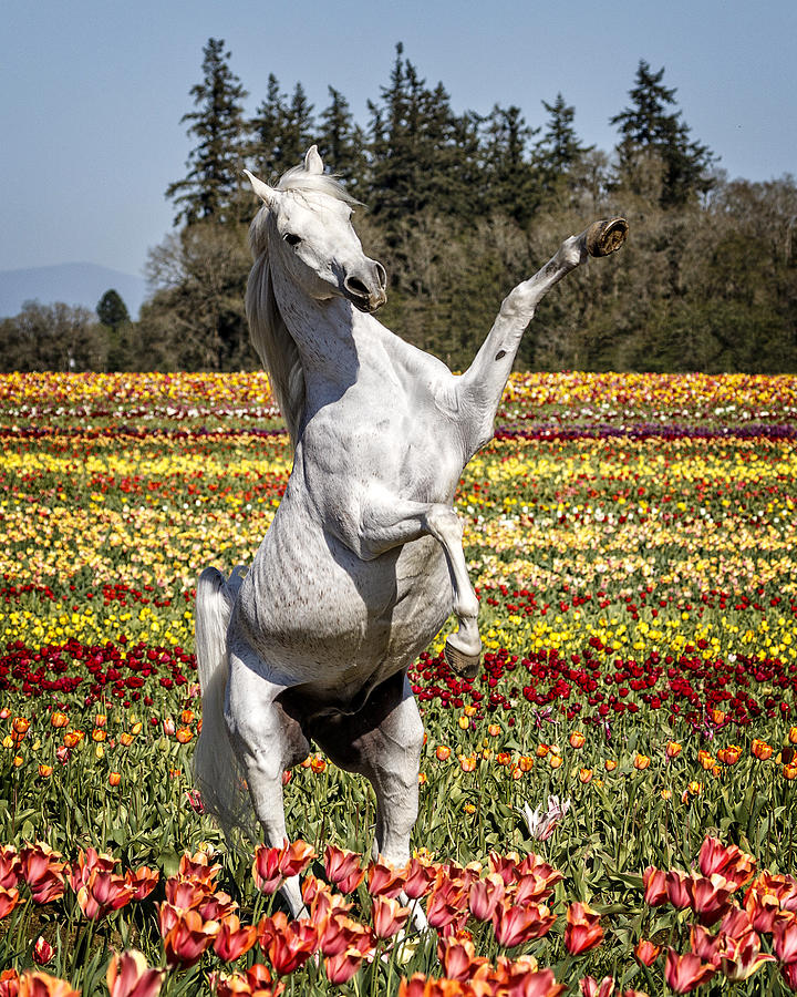Arabian And Tulips Photograph by Wes and Dotty Weber