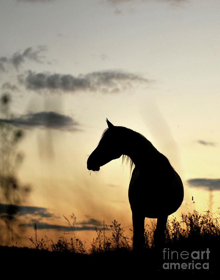 Arabian at Sunset Photograph by Carien Schippers