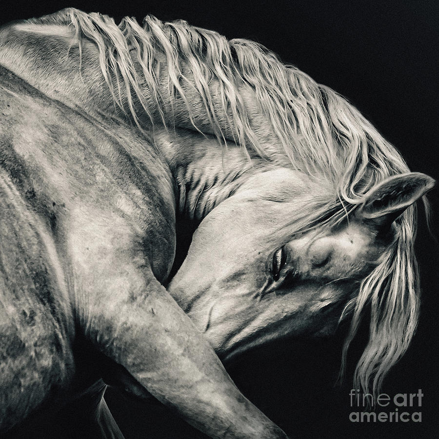 Arabian beauty white horse portrait Photograph by Dimitar Hristov