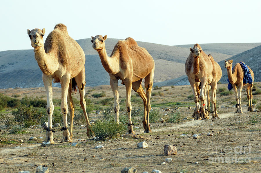 Arabian camel Camelus dromedarius Photograph by Ps-i