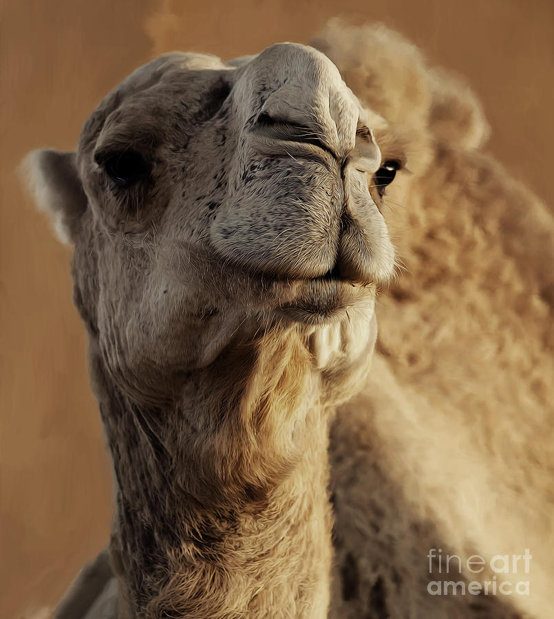 Camel Painting - Arabian Camel by Gull G
