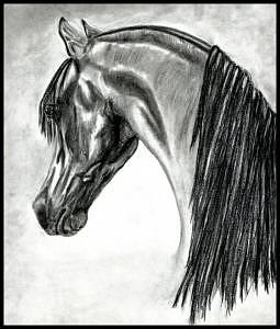 Arabian Drawing by Crystal Suppes | Fine Art America