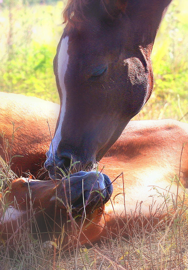 Horse Photograph - Arabian Foals - Peaceful by ELA-EquusArt  