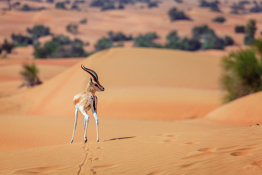 Arabian Gazelle Photograph by Alexey Stiop