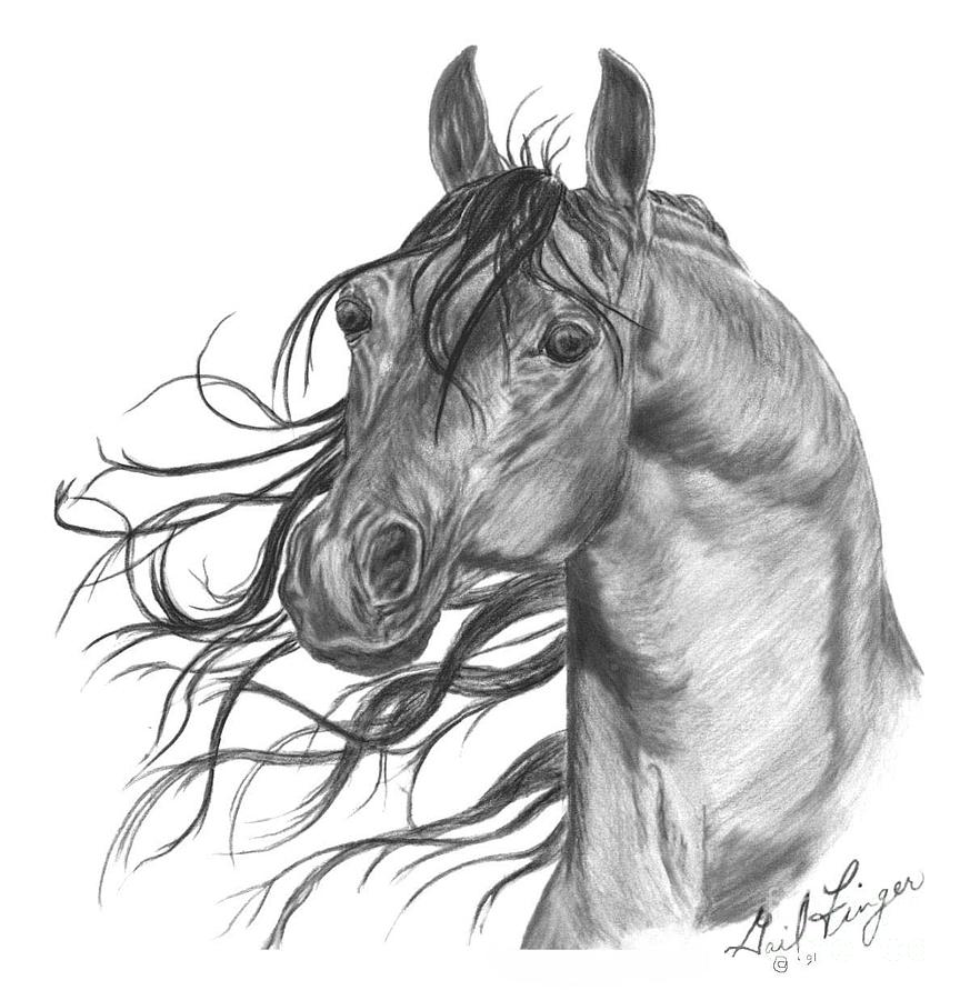 Arabian Head Drawing By Gail Finger