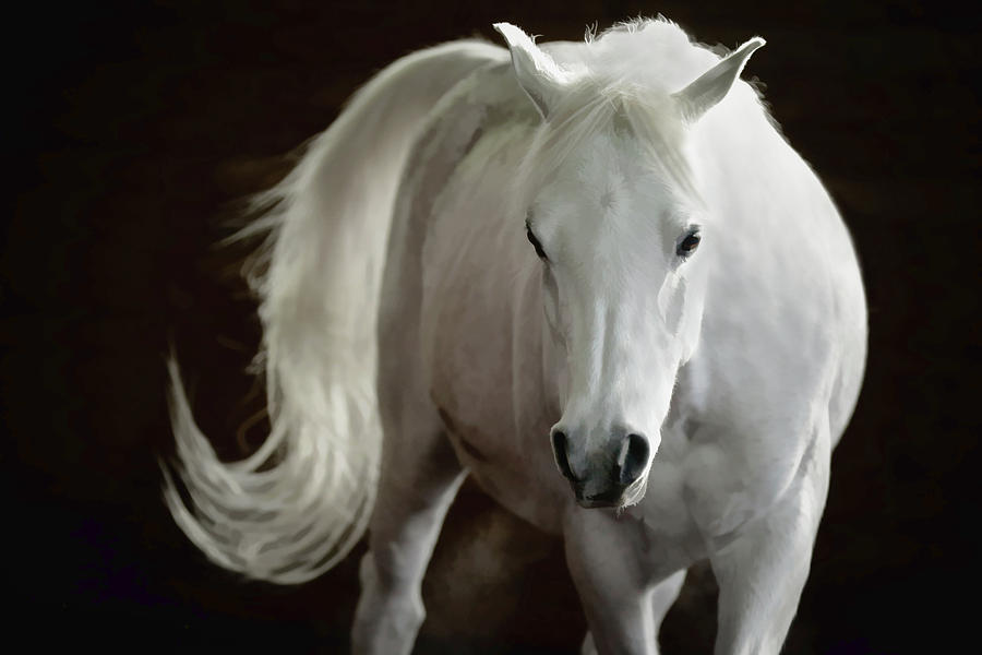 Arabian Horse Photograph by Athena Mckinzie