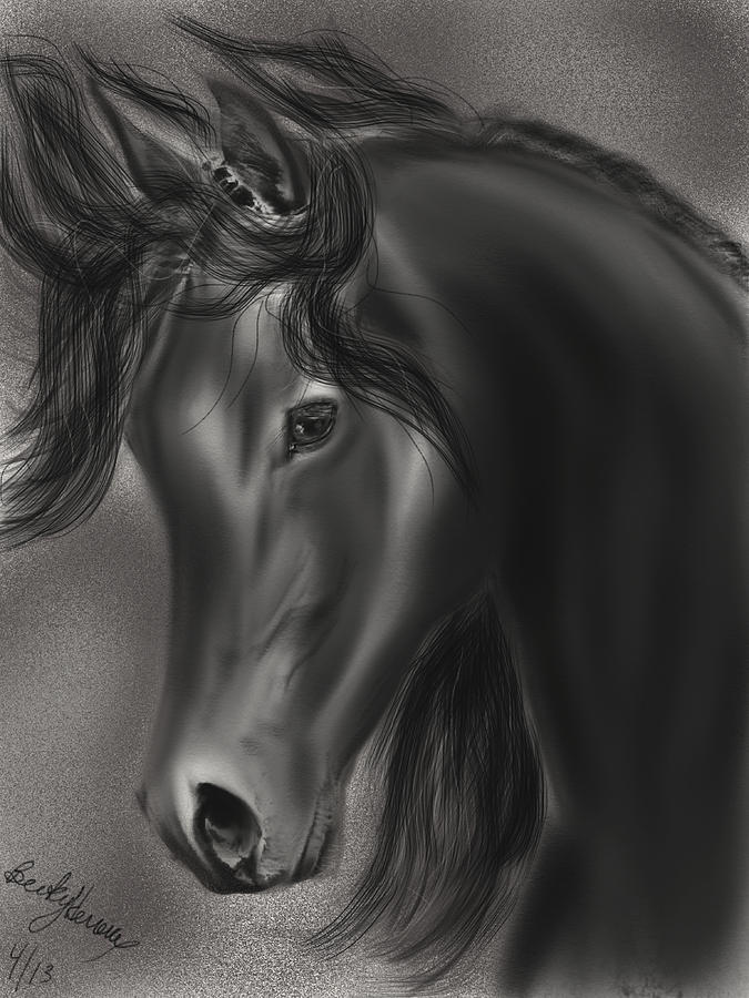 Arabian Horse  Drawing by Becky Herrera